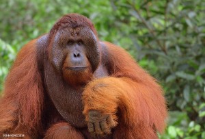 Trans Borneo Expedition 2014         